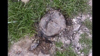 Thane, India - March, 16, 2023: Fish and turtles have been found dead in Railadevi Lake since the Thane Municipal Corporation emptied it ,in Thane, in Mumbai, India, on,Thursday, March, 16, 2023. (Praful Gangurde / HT Photo) Thane, India - March, 16, 2023: Fish and turtles have been found dead in Railadevi Lake since the Thane Municipal Corporation emptied it ,in Thane, in Mumbai, India, on,Thursday, March, 16, 2023. (Praful Gangurde / HT Photo)