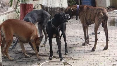 The starving dogs of Atiq Ahmad in Prayagraj (HT File Photo)