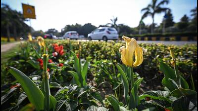 Tulips in full bloom on Shantipath in February. (Sanchit Khanna/HT Photo) Tulips in full bloom on Shantipath in February. (Sanchit Khanna/HT Photo)