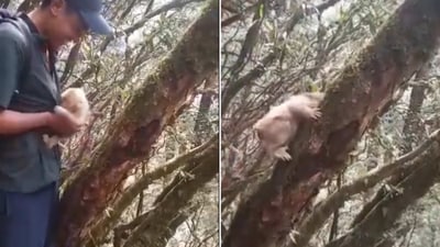 The sweet video of a rescuer in Nagaland releasing a baby monkey into the wild will leave you with a smile. (Twitter/@Hillsnaga) The sweet video of a rescuer in Nagaland releasing a baby monkey into the wild will leave you with a smile. (Twitter/@Hillsnaga)