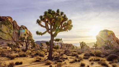 Mojave Desert, California, USA: The Mojave Desert in California may be best known for its national parks, but it offers an array of activities and experiences. Visitors can explore the Joshua Tree National Park, hike the desert trails, or even take a hot-air balloon ride. (Visit California)