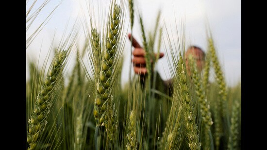 Last year the overall production of wheat reached 106.84 million tonnes, a dip of 2.75 million tonnes compared to 109.59 million tonnes estimated during the 2020-21 season. (REUTERS File)