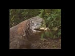 Komodo dragon gulps down a deer. Komodo dragon gulps down a deer.