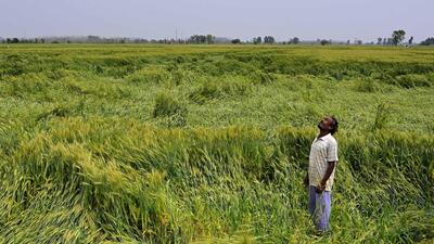 A farmer looking at his flattened wheat crop near Mullanpur village in Ludhiana on Friday. (Gurpreet Singh/HT)