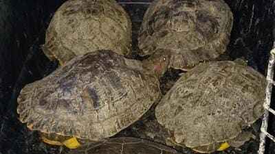 Thane, India - March 17, 2023: A Thane NGO rescues turtles from Raila Devi Lake as they were seen dying after Thane Municipal Corporation (TMC) had emptied it, at Wagle Estate, in Thane, India, on Friday, March 17, 2023. (Praful Gangurde/HT Photo) (HT PHOTO) Thane, India - March 17, 2023: A Thane NGO rescues turtles from Raila Devi Lake as they were seen dying after Thane Municipal Corporation (TMC) had emptied it, at Wagle Estate, in Thane, India, on Friday, March 17, 2023. (Praful Gangurde/HT Photo) (HT PHOTO)