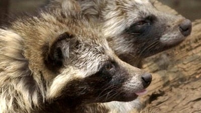 Racoon dogs have long been seen among likely intermediate hosts for the coronavirus, given how frequently the pathogen has infected them, in the same way as bats have been. (AP) Racoon dogs have long been seen among likely intermediate hosts for the coronavirus, given how frequently the pathogen has infected them, in the same way as bats have been. (AP)