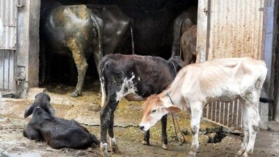 With the protests, the dairy farmers are demanding a raise of  ₹7 per litre of milk.