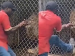 Man gets his finger stuck in a lion's cage.