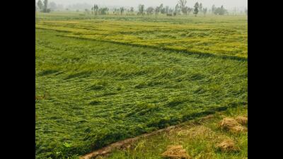 Farmers said winds in the last two days and rainfall during the intervening night and morning had flattened the wheat crop that is almost ready. (HT Photo)