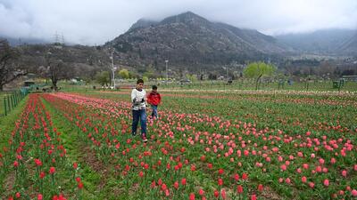 With 68 varieties of tulips, the visitors this year will also be offered water features like a high-rise fountain. (Waseem Andrabi /Hindustan Times) With 68 varieties of tulips, the visitors this year will also be offered water features like a high-rise fountain. (Waseem Andrabi /Hindustan Times)