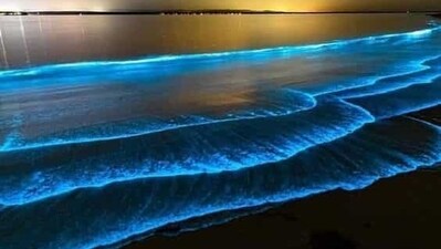 Bioluminescent Bays: There are a few places around the world where you can witness bioluminescent plankton glowing in the dark, creating a stunning display of blue light. Puerto Rico's Mosquito Bay and Jamaica's Luminous Lagoon are two popular spots. (Pinterest) Bioluminescent Bays: There are a few places around the world where you can witness bioluminescent plankton glowing in the dark, creating a stunning display of blue light. Puerto Rico's Mosquito Bay and Jamaica's Luminous Lagoon are two popular spots. (Pinterest)