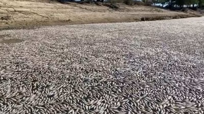 Populations of fish such as bony herring and carp had boomed in the river following recent floods, according to the state government, but were now dying off in huge numbers as floodwaters receded. (Twitter) Populations of fish such as bony herring and carp had boomed in the river following recent floods, according to the state government, but were now dying off in huge numbers as floodwaters receded. (Twitter)