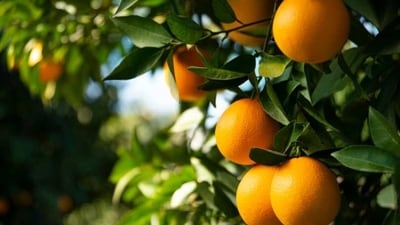 Citrus Fruits: Oranges, lemons, and grapefruits are rich in Vitamin C, which stimulates the production of white blood cells that fight infections. (Unsplash) Citrus Fruits: Oranges, lemons, and grapefruits are rich in Vitamin C, which stimulates the production of white blood cells that fight infections. (Unsplash)