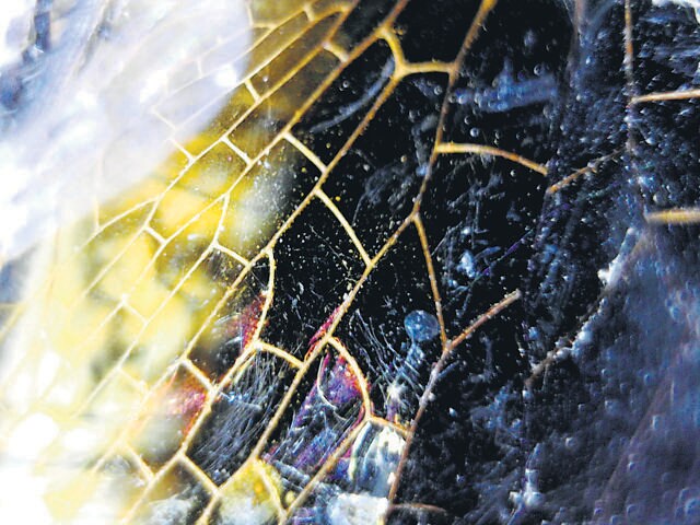 A dragonfly wing under a USB microscope, in an image by Purva Variyar. A dragonfly wing under a USB microscope, in an image by Purva Variyar.