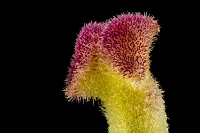 A lantana bud shot by Raghuram Annadana using a microscope objective lens. It received an Image of Distinction tag at the Nikon Small World Photomicrography Competition. A lantana bud shot by Raghuram Annadana using a microscope objective lens. It received an Image of Distinction tag at the Nikon Small World Photomicrography Competition.