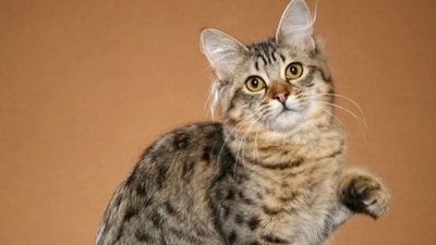 In conclusion, cats are fascinating animals that have captured the hearts of millions around the world. However, it is important to separate fact from fiction when it comes to understanding their behavior and needs. By debunking some of the most common myths about cats, we can develop a deeper appreciation and understanding of these beloved pets. (pinterest) In conclusion, cats are fascinating animals that have captured the hearts of millions around the world. However, it is important to separate fact from fiction when it comes to understanding their behavior and needs. By debunking some of the most common myths about cats, we can develop a deeper appreciation and understanding of these beloved pets. (pinterest)