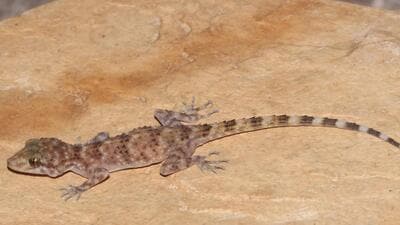 A new species of naked-toed gecko (Cyrtopodion) has been discovered in Gujarat (Harshil Patel) A new species of naked-toed gecko (Cyrtopodion) has been discovered in Gujarat (Harshil Patel)
