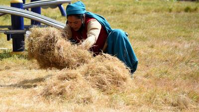 As per the annual document, over 8.53 lakh hectares of land was under foodgrain cultivation in Himachal in the financial year 1997-1998, which by 2021-22 had come down to 7.5 lakh hectares. (HT File Photo) As per the annual document, over 8.53 lakh hectares of land was under foodgrain cultivation in Himachal in the financial year 1997-1998, which by 2021-22 had come down to 7.5 lakh hectares. (HT File Photo)