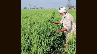 Experts have admitted that the weather conditions are unpredictable, which has put them on tenterhooks to keep a keen watch at the forecast. (ANI Photo) Experts have admitted that the weather conditions are unpredictable, which has put them on tenterhooks to keep a keen watch at the forecast. (ANI Photo)