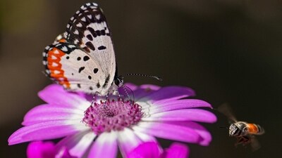 Tripura's butterfly park a major tourist attraction on India-Bangladesh border (PTI File Photo/Kamal Kishore) Tripura's butterfly park a major tourist attraction on India-Bangladesh border (PTI File Photo/Kamal Kishore)