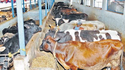 Ranchi, India - Jan. 23, 2019: :Cows at Goshala ( cow shelter) on Harmu road in Ranchi, India, on Wednesday, January 23, 2019. (Photo by Diwakar Prasad/ Hindustan Times ) (Diwakar Prasad/ Hindustan Times) Ranchi, India - Jan. 23, 2019: :Cows at Goshala ( cow shelter) on Harmu road in Ranchi, India, on Wednesday, January 23, 2019. (Photo by Diwakar Prasad/ Hindustan Times ) (Diwakar Prasad/ Hindustan Times)