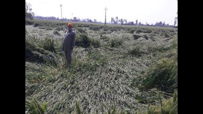 The unseasonal rain accompanied by strong winds reported in most parts of Haryana in the past two days has added to the woes of farmers by flattening the wheat crop. (HT Photo) The unseasonal rain accompanied by strong winds reported in most parts of Haryana in the past two days has added to the woes of farmers by flattening the wheat crop. (HT Photo)
