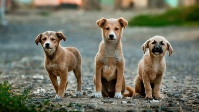 Stray dogs in India face several challenges. They are often victims of human cruelty and neglect and are at risk of being hit by vehicles or attacked by other animals. In recent years, there have been efforts to address the issue of stray dogs in India through various programs, such as animal birth control and vaccination programs. Despite these efforts, more needs to be done to improve the welfare of stray dogs in India. By working together, we can help ensure a better life for stray dogs in India. Here are some tips that can help you make a positive impact: (Unsplash) Stray dogs in India face several challenges. They are often victims of human cruelty and neglect and are at risk of being hit by vehicles or attacked by other animals. In recent years, there have been efforts to address the issue of stray dogs in India through various programs, such as animal birth control and vaccination programs. Despite these efforts, more needs to be done to improve the welfare of stray dogs in India. By working together, we can help ensure a better life for stray dogs in India. Here are some tips that can help you make a positive impact: (Unsplash)