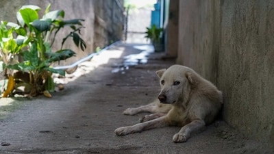 Spay or neuter stray dogs: Stray dogs often reproduce rapidly, leading to overpopulation and more suffering. Spaying or neutering stray dogs can help to reduce the number of stray dogs on the streets and prevent unwanted litter. (Unsplash) Spay or neuter stray dogs: Stray dogs often reproduce rapidly, leading to overpopulation and more suffering. Spaying or neutering stray dogs can help to reduce the number of stray dogs on the streets and prevent unwanted litter. (Unsplash)