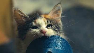 5. Fact: Spaying or neutering your cat has health benefits. Spaying or neutering your cat can reduce their risk of developing certain cancers and other health problems. It can also help to curb undesirable behaviors, such as spraying and aggression. (Pixabay) 5. Fact: Spaying or neutering your cat has health benefits. Spaying or neutering your cat can reduce their risk of developing certain cancers and other health problems. It can also help to curb undesirable behaviors, such as spraying and aggression. (Pixabay)