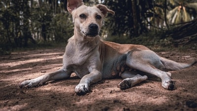 Foster or adopt a stray dog: Fostering or adopting a stray dog is a great way to provide them with a safe and loving home. Many dogs in India suffer from neglect and abuse, so giving them a comfortable and caring home can make a huge difference in their lives. (Unsplash) Foster or adopt a stray dog: Fostering or adopting a stray dog is a great way to provide them with a safe and loving home. Many dogs in India suffer from neglect and abuse, so giving them a comfortable and caring home can make a huge difference in their lives. (Unsplash)