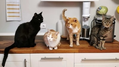 Cats are one of the most beloved pets in the world and are known for their independent and sometimes mysterious behavior. However, many myths and rumors about these furry companions have been circulating for years, leading to widespread misconceptions. In this article, we will explore some of the most common myths and facts about cats. (Photo by Dietmar Ludmann on Unsplash ) Cats are one of the most beloved pets in the world and are known for their independent and sometimes mysterious behavior. However, many myths and rumors about these furry companions have been circulating for years, leading to widespread misconceptions. In this article, we will explore some of the most common myths and facts about cats. (Photo by Dietmar Ludmann on Unsplash )