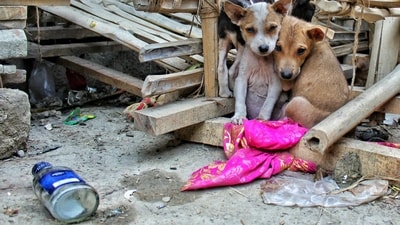Provide food and water: Stray dogs often struggle to find food and clean water, especially during hot summers. You can leave a bowl of fresh water and food outside your home or workplace for them. (Unsplash) Provide food and water: Stray dogs often struggle to find food and clean water, especially during hot summers. You can leave a bowl of fresh water and food outside your home or workplace for them. (Unsplash)