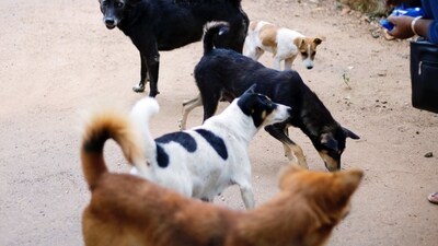 Spread awareness: Educate people about the importance of treating stray dogs with kindness and respect. You can talk to your friends, family, and community about the importance of helping stray dogs and encourage them to get involved. (Unsplash) Spread awareness: Educate people about the importance of treating stray dogs with kindness and respect. You can talk to your friends, family, and community about the importance of helping stray dogs and encourage them to get involved. (Unsplash)