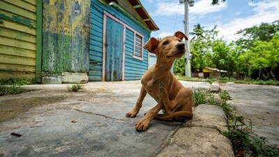 Get involved with animal welfare organizations: There are many animal welfare organizations in India that work to help stray dogs. You can volunteer your time, donate money or supplies, or even adopt a dog in need. (Unsplash) Get involved with animal welfare organizations: There are many animal welfare organizations in India that work to help stray dogs. You can volunteer your time, donate money or supplies, or even adopt a dog in need. (Unsplash)
