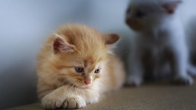 1. Myth: Cats are solitary creatures. Fact - Contrary to popular belief, cats are not solitary creatures. They are social animals and can develop deep bonds with their owners and other pets. Cats also communicate with each other using a variety of vocalizations and body language. (Pixabay) 1. Myth: Cats are solitary creatures. Fact - Contrary to popular belief, cats are not solitary creatures. They are social animals and can develop deep bonds with their owners and other pets. Cats also communicate with each other using a variety of vocalizations and body language. (Pixabay)