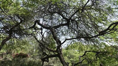 vilayati kikar is an invasive Mexican tree species, introduced by the British in Delhi in the 1930s. (Ravi Choudhary/HT Archive)