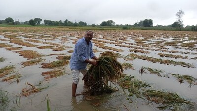 Continuous rain spells have caused damage to standing crops. Continuous rain spells have caused damage to standing crops.