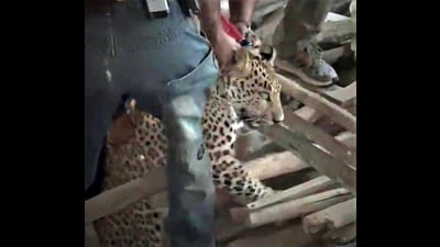 A male leopard, which was spotted wandering on the streets in Warje Malwadi area, was rescued after two hours of search operation on Monday (HT PHOTO)