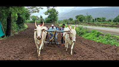 After Saharanpur and Lucknow, this will be the third integrated pack house in the state and the first in the Purvanchal region, said an official. (HT File)