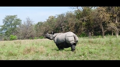 An official, however, said the gender of six rhinos could not be ascertained, and added that the WII experts took DNA samples from the rhinos for molecular analysis. (Sourced)