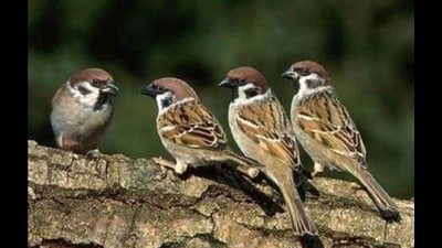 Birds are provided with food, shelter & water; forest dept appreciates efforts. (HT Photo)