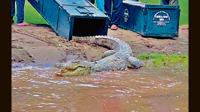 Chhatbir zoo has also received two pairs of marsh crocodile, a medium-sized broad-snouted subspecies, also known as mugger crocodile. (HT Photo)