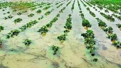 District collectors have been directed to conduct girdawri to assess the damage caused. (Representative file image) District collectors have been directed to conduct girdawri to assess the damage caused. (Representative file image)