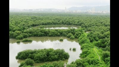 Globally, the rate of mangrove decline is approximately 1% per year; India has recorded a net increase of 946 sq km between 2017 and 2021 (ht photo) Globally, the rate of mangrove decline is approximately 1% per year; India has recorded a net increase of 946 sq km between 2017 and 2021 (ht photo)
