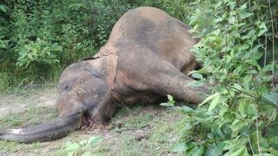 In 2022-23, 83 elephants have died in the state with many of the deaths resulting from electrocution (Representative Photo) In 2022-23, 83 elephants have died in the state with many of the deaths resulting from electrocution (Representative Photo)