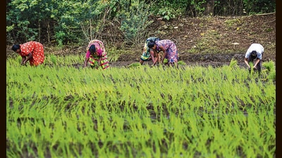 The ‘Har Khet Ko Pani’ scheme is a component of the Pradhan Mantri Krishi Sinchayee Yojana (PMKSY). (For representation) The ‘Har Khet Ko Pani’ scheme is a component of the Pradhan Mantri Krishi Sinchayee Yojana (PMKSY). (For representation)