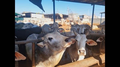 The ICAR-National Dairy Research Institute (NDRI)-Karnal will work on promoting indigenous breeds of cow to tackle the problem of poor milk productivity and climate change. (HT Photo) The ICAR-National Dairy Research Institute (NDRI)-Karnal will work on promoting indigenous breeds of cow to tackle the problem of poor milk productivity and climate change. (HT Photo)