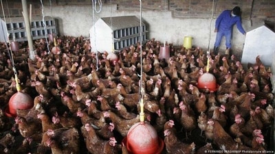 If a single bird in a flock is infected with avian influenza, the entire flock has to be culled. (FERNANDO VERGARA/AP Photo/picture alliance) If a single bird in a flock is infected with avian influenza, the entire flock has to be culled. (FERNANDO VERGARA/AP Photo/picture alliance)