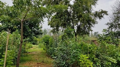 EcoSikh to plant 450 mini forests in Amritsar EcoSikh to plant 450 mini forests in Amritsar
