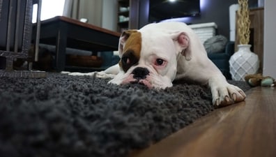 While down syndrome is relatively rare in dogs, there are a few conditions that resemble the disorder in canines. (Pexels) While down syndrome is relatively rare in dogs, there are a few conditions that resemble the disorder in canines. (Pexels)